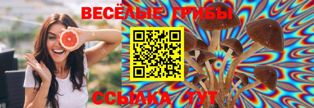 Псилоцибиновые грибы Psilocybine cubensis Холмск